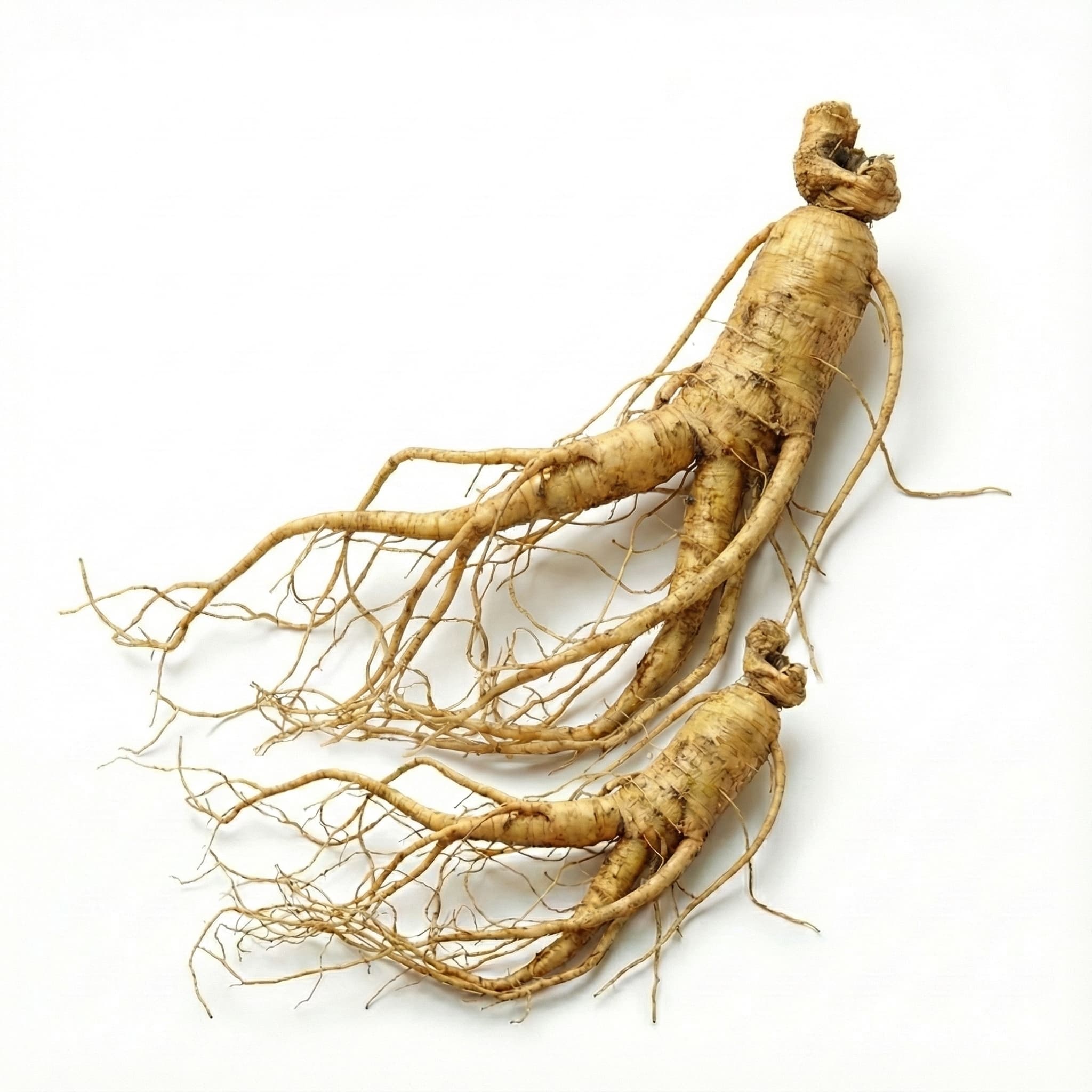 Ginseng Line
