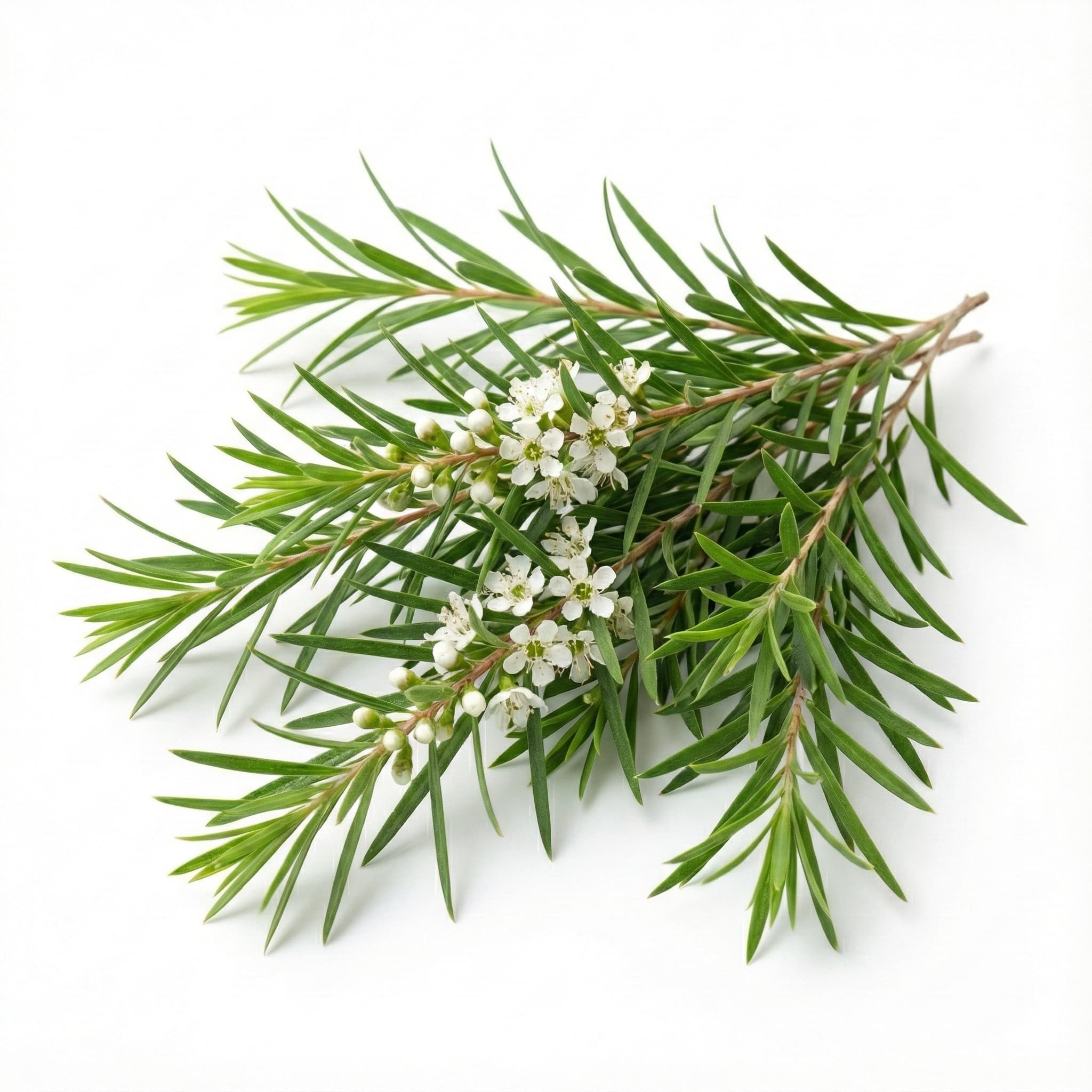 Tea Tree Line