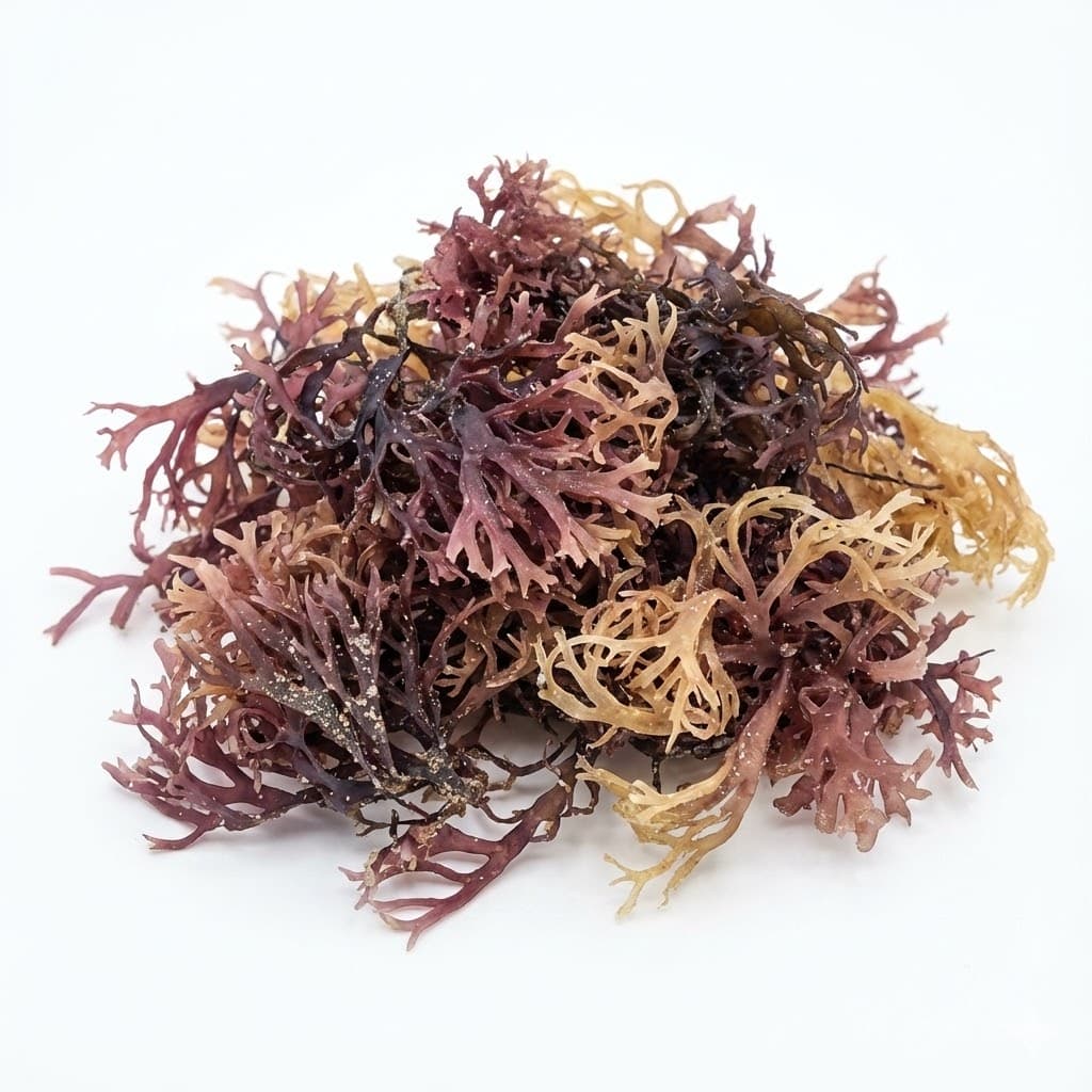 Sea Moss Line