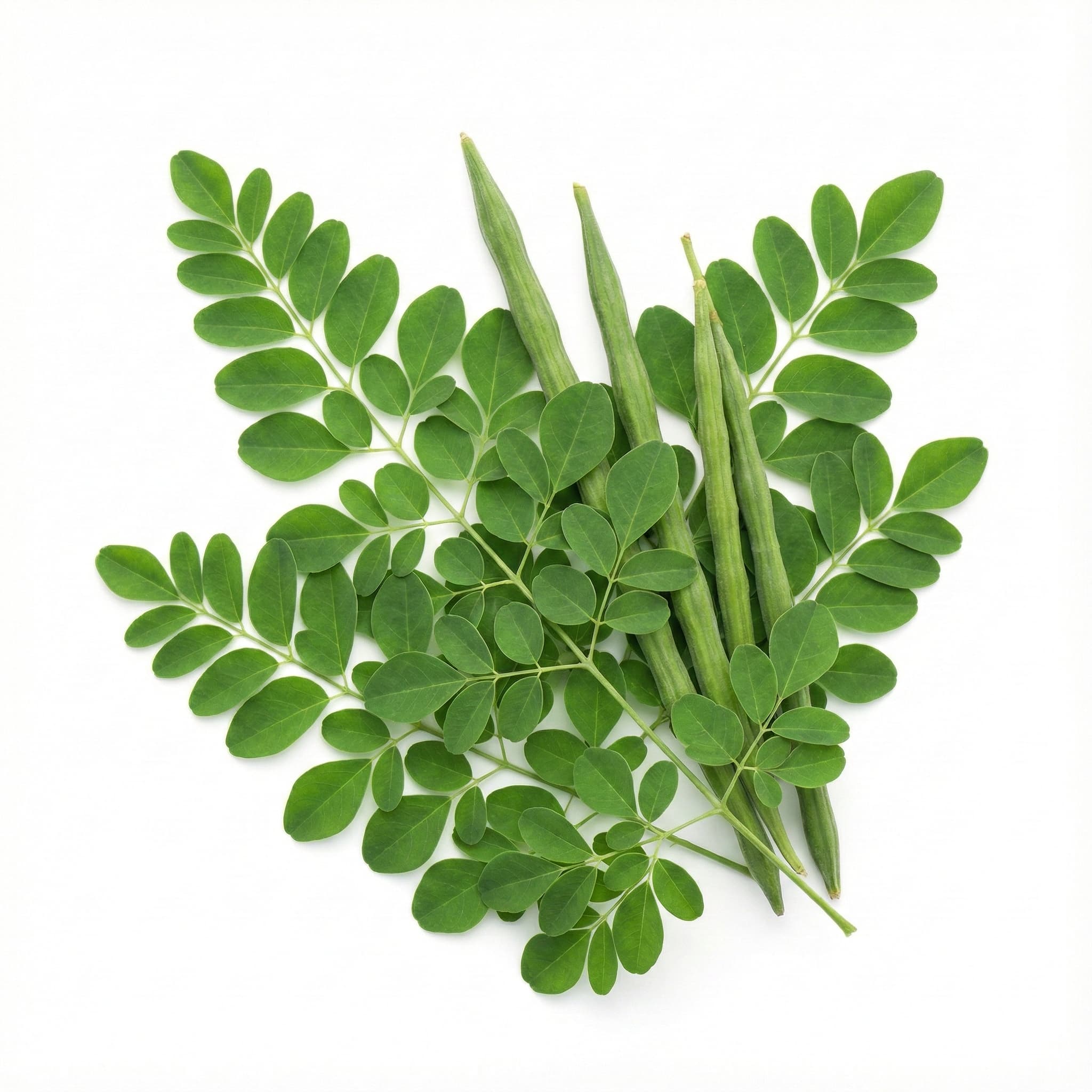 Moringa Line